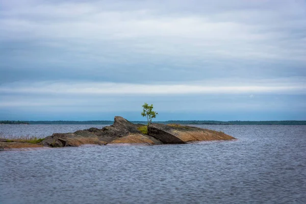작은 바위 섬에 외로운 나무. — 스톡 사진