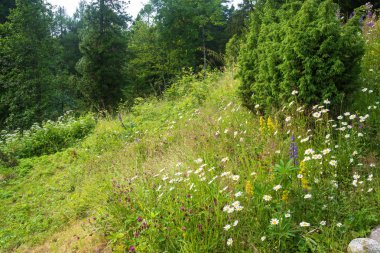 Beyaz papatya ile dik yamaç. 