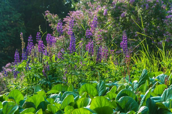 Lupine parlak mor çiçekler. 
