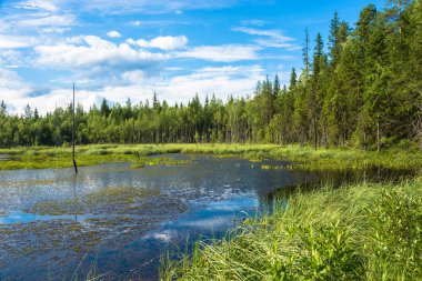 Karelya küçük sulak göle. 