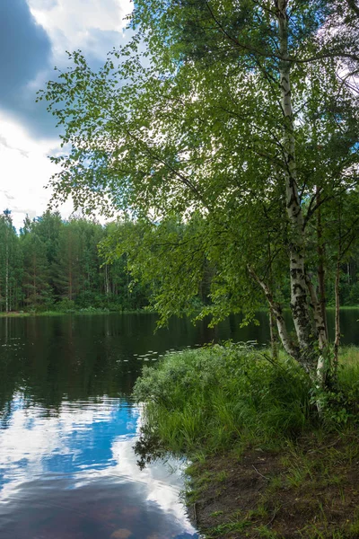 Abedul de Karelia en la orilla del lago . — Foto de Stock
