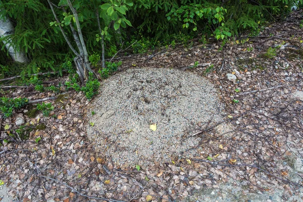 Il formicaio, fatto di piccole pietre . — Foto Stock