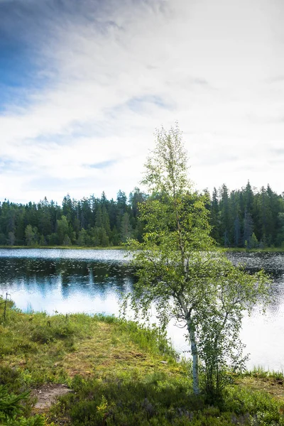 Карельская береза на берегу озера . — стоковое фото