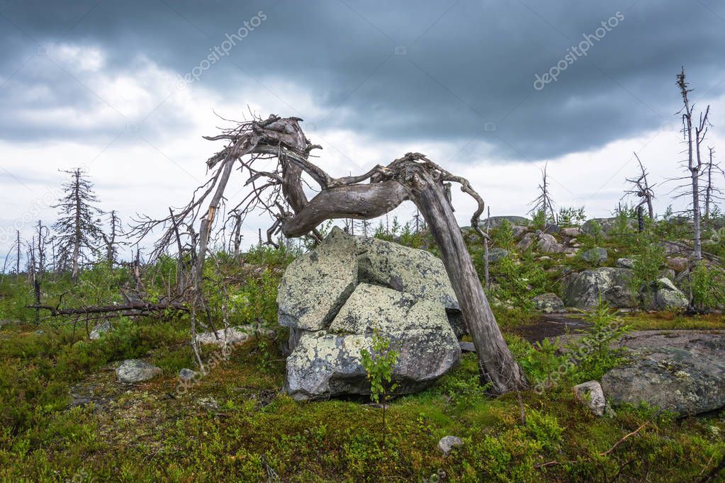 Gnarled tree on the mountain Vottovaara. 