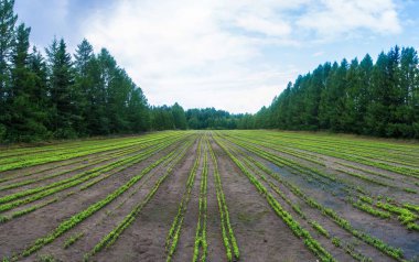 Küçük çam ağaçlarının düzenli satır alanıyla. 