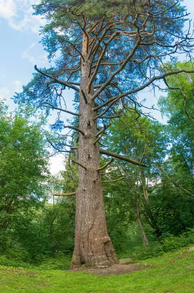 Old high pine, staring at the sky. — Stock Photo, Image