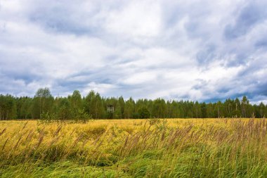 Sonbahar yatay, sarı bir alan. 