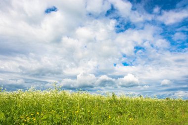 Bulutlu gökyüzü karşı beyaz çiçek alan. 