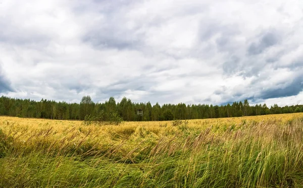 Höstlandskap med ett gult fält. — Stockfoto