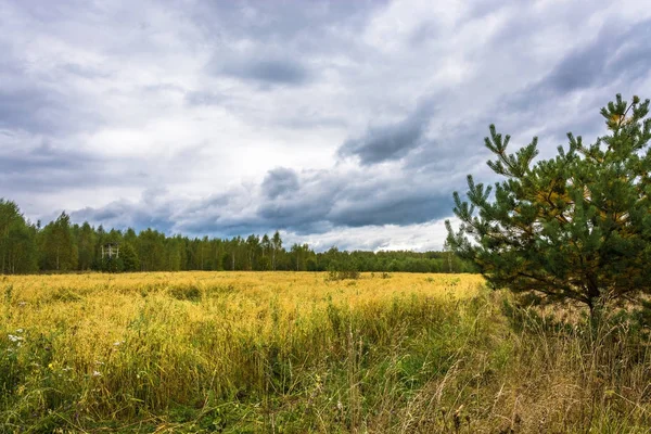 Осінній пейзаж з жовтим полем . — стокове фото