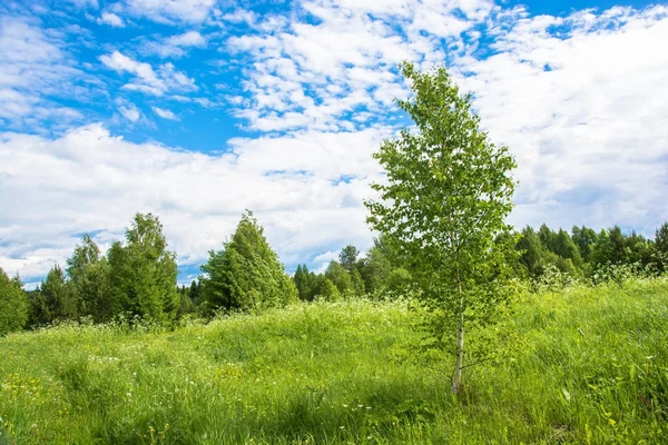 Landschaft mit den jungen Birken. — Stockfoto