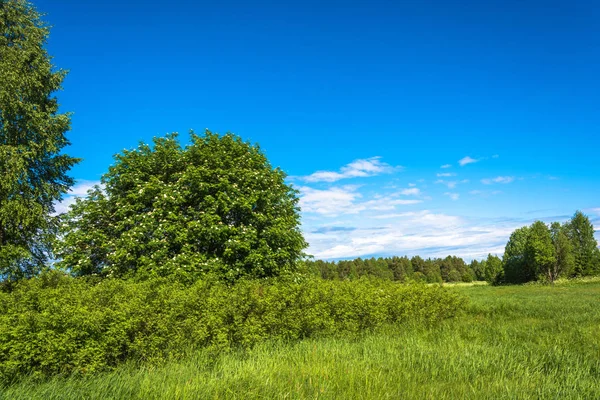 Sommerlandschaft mit grünen Bäumen. — Stockfoto