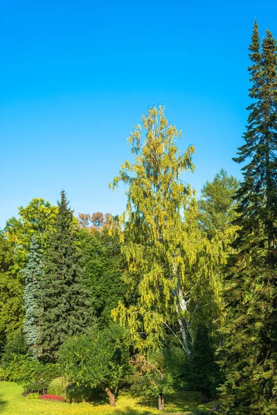 Güzel sonbahar Peterhof Parkı alanında. 