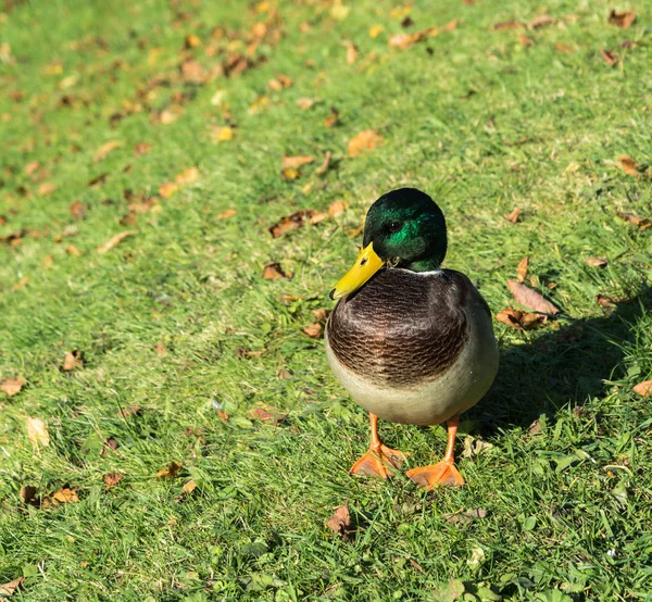 Eend op groene gras met gele bladeren. — Stockfoto