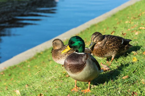 Ente auf grünem Gras mit gelben Blättern. — Stockfoto