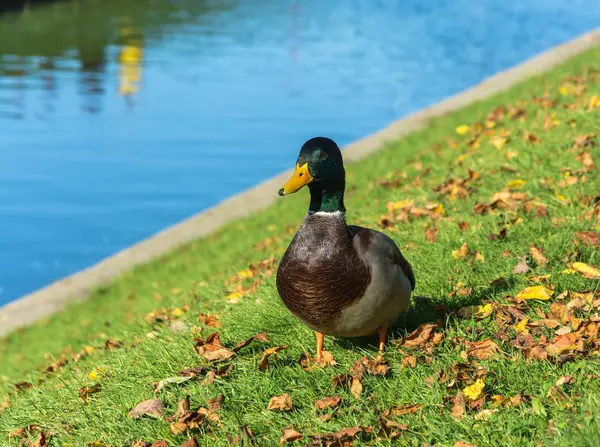 Ente auf grünem Gras mit gelben Blättern. — Stockfoto
