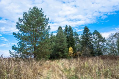 Yeşil zemin üzerine Sarı huş. 