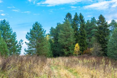 Yeşil zemin üzerine Sarı huş. 