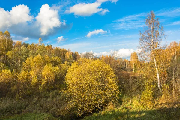 Leuchtend gelbe Blätter an Sträuchern und Bäumen am Herbsttag. — Stockfoto