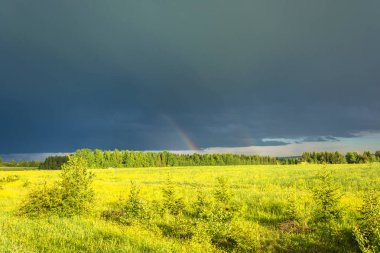 Büyük bir sarı çiçek tarlası.. 