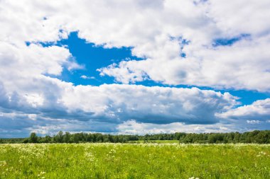 Yaz yatay, beyaz çiçekler. 