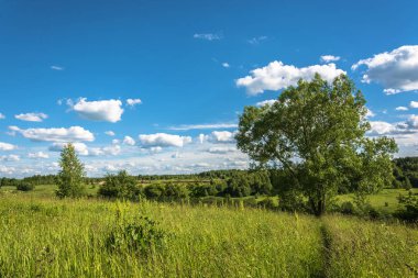 Büyük gölgeli ağaç güzel manzara. 