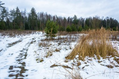 Orman yolu, kar ince bir tabaka ile kaplı. 