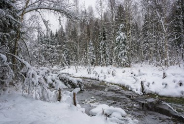 Kış ormandaki küçük bir nehir. 