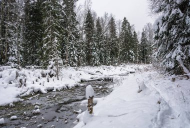 Kış ormandaki küçük bir nehir. 
