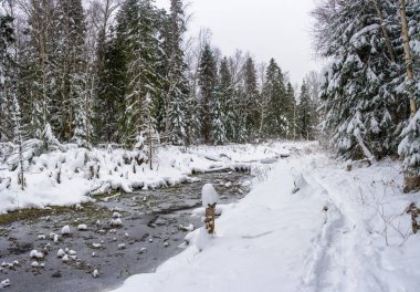 Kış ormandaki küçük bir nehir. 