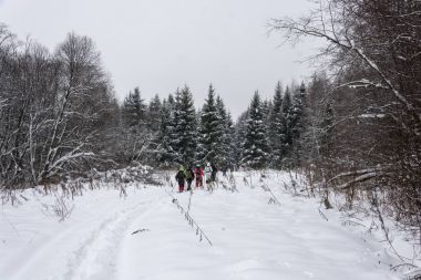 Küçük bir grup turist kış orman geçer. 