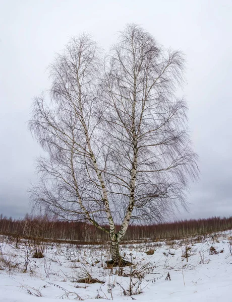 A lone three-barrel birch in a field.