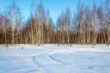 Kış güneş ışınlarının huş ağacı koru. 