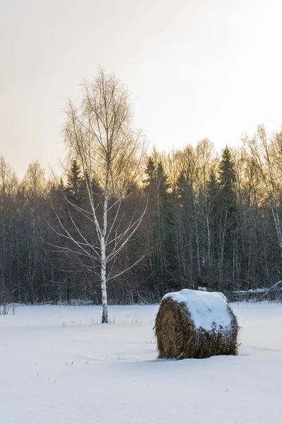 Зимний пейзаж с березами и стогами сена . — стоковое фото