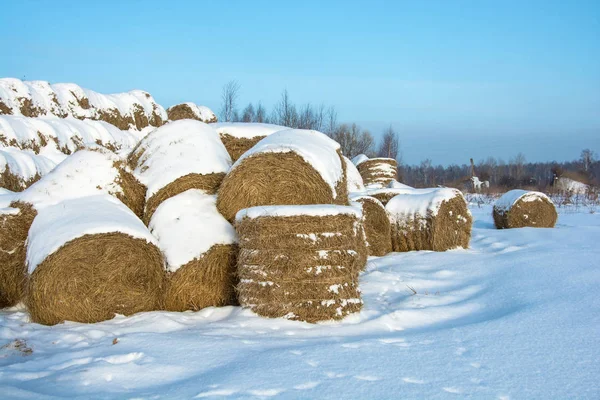 Mounds of hay, covered with snow, in a large pile. — Stock Photo, Image