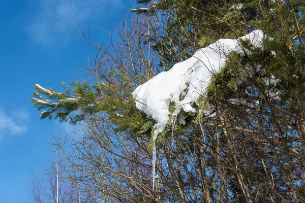 Сосновая ветвь, покрытая снегом с сосульками . — стоковое фото