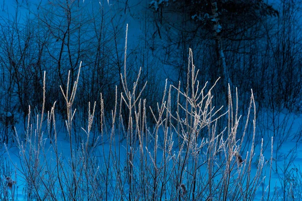 霜で覆われた茂みの枝. — ストック写真