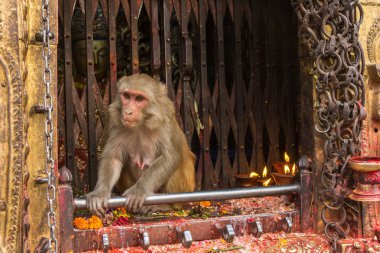 Kırmızı monkey temple Swayambhunath Merkezi. 