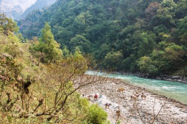 Dağ nehir Nepal.