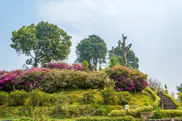 Квітучих чагарників у парку монастир Копань, Катманду, — стокове фото