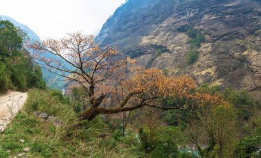Ön planda, Himalaya, Nepal ağaçlarıyla güzel dağ manzarası. 