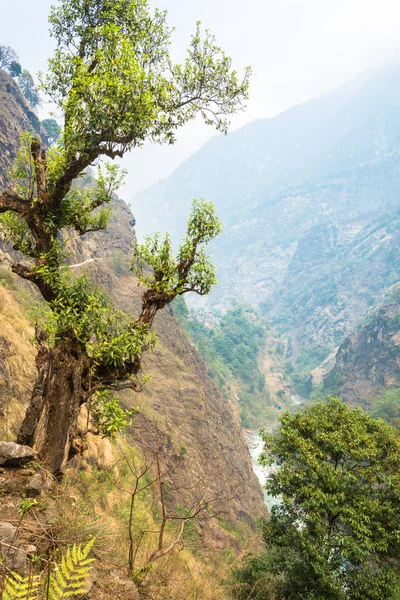 Beautiful mountain scenery with trees in the foreground, Himalaya, Nepal.