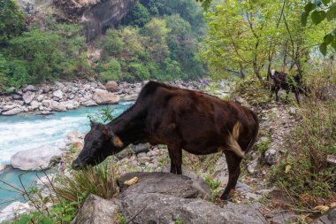 İnekler bir bahar gününde, Himalayalar, Nepal bir dağ nehir kıyısında. 