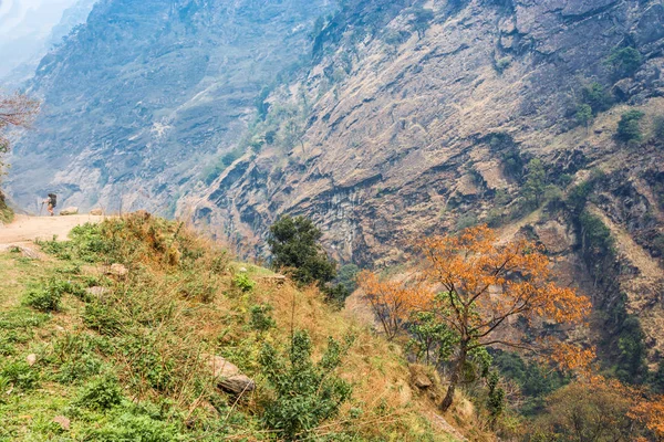 Hermoso Paisaje Montaña Con Árboles Primer Plano Himalaya Nepal — Foto de Stock