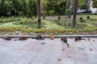 Yalta, Kırım 'da altı kedi yemek yiyor.. 