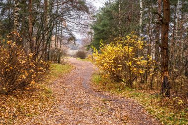 Karışık bir sonbahar ormanında, turuncu-sarı yapraklarla kaplı bir patika..