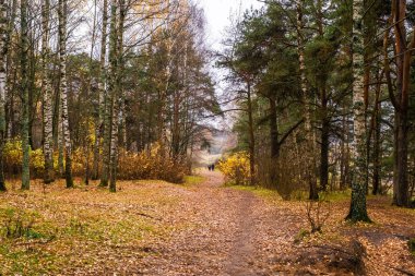 Turuncu-sarı yapraklarla kaplı bir patika karışık sonbahar önlükleriyle