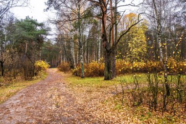 Karışık bir sonbahar ormanında, turuncu-sarı yapraklarla kaplı bir patika..