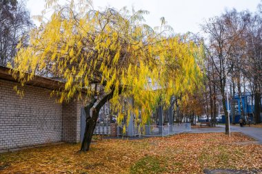 Dallı söğüt ağacı Stepanov parkında parlak sarı yapraklar, 