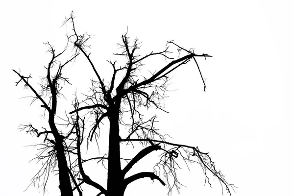 Malles et branches contrastées noires sans feuilles sur un blanc — Photo